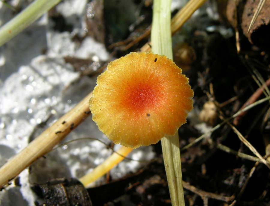 un fungo da classificare